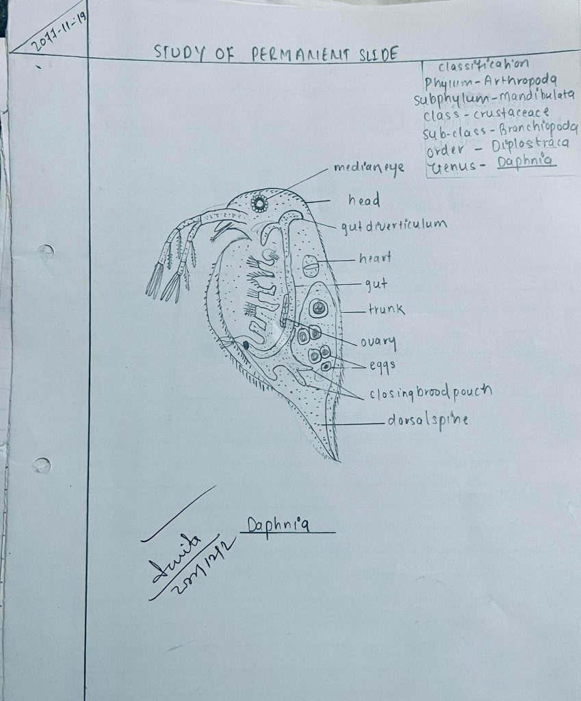 Daphnia