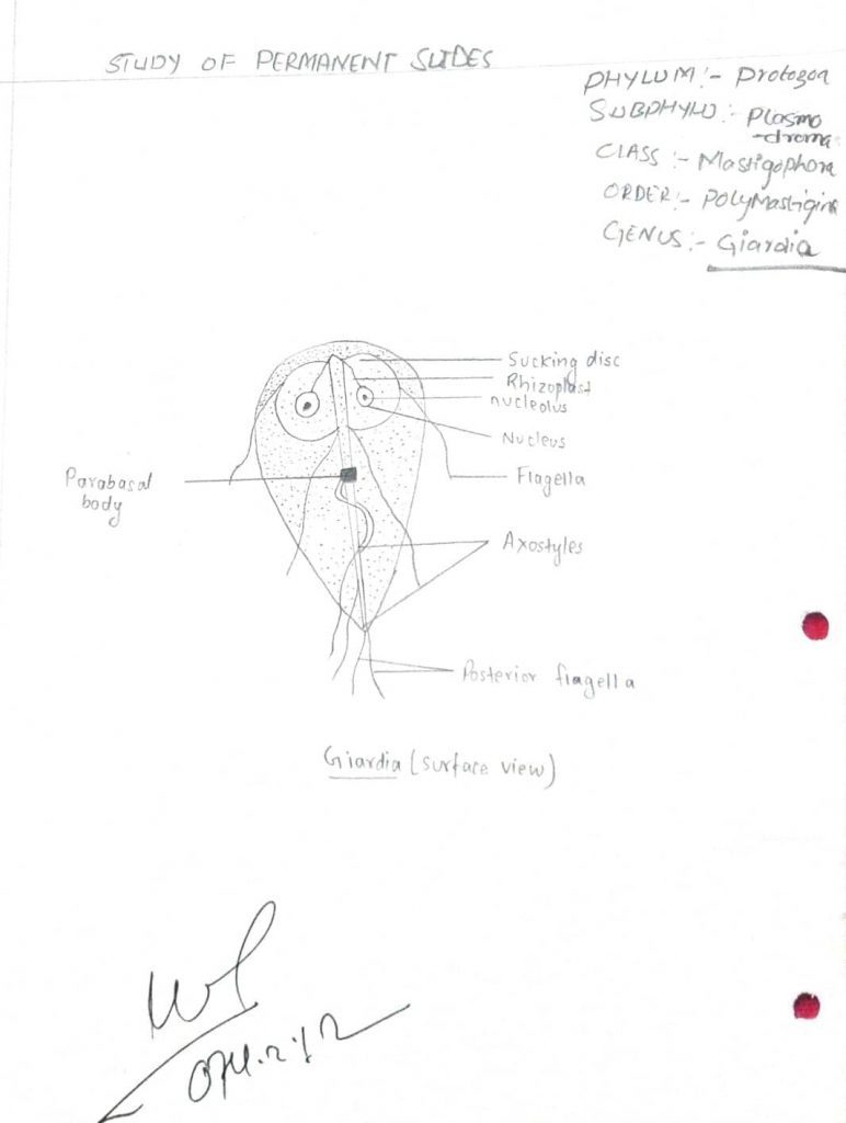 Study Of Permanents Slide Of Giardia