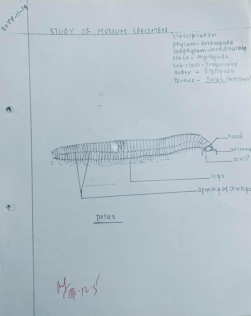 Julus(millipede)