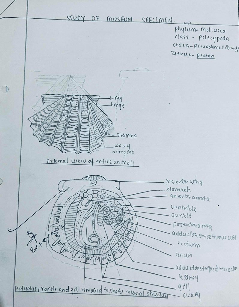 Study of museum specimen(Pecton)