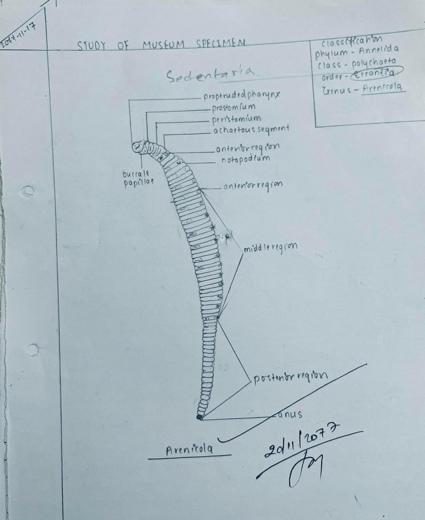 arenicola