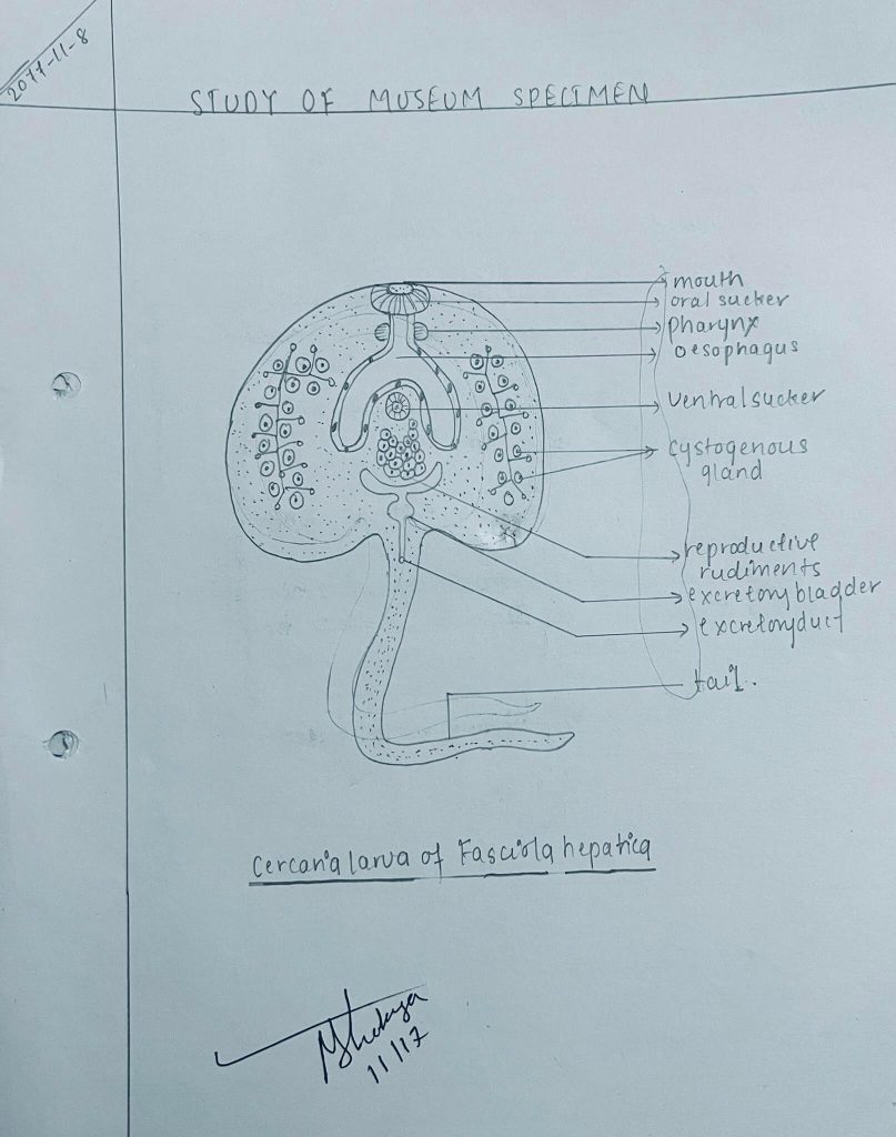 cercaria levae of fasciola hepatica