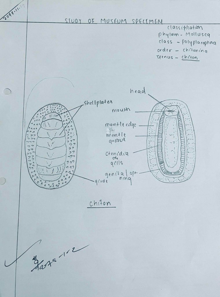 chiton