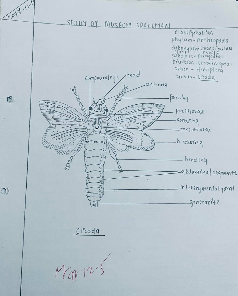 cicada