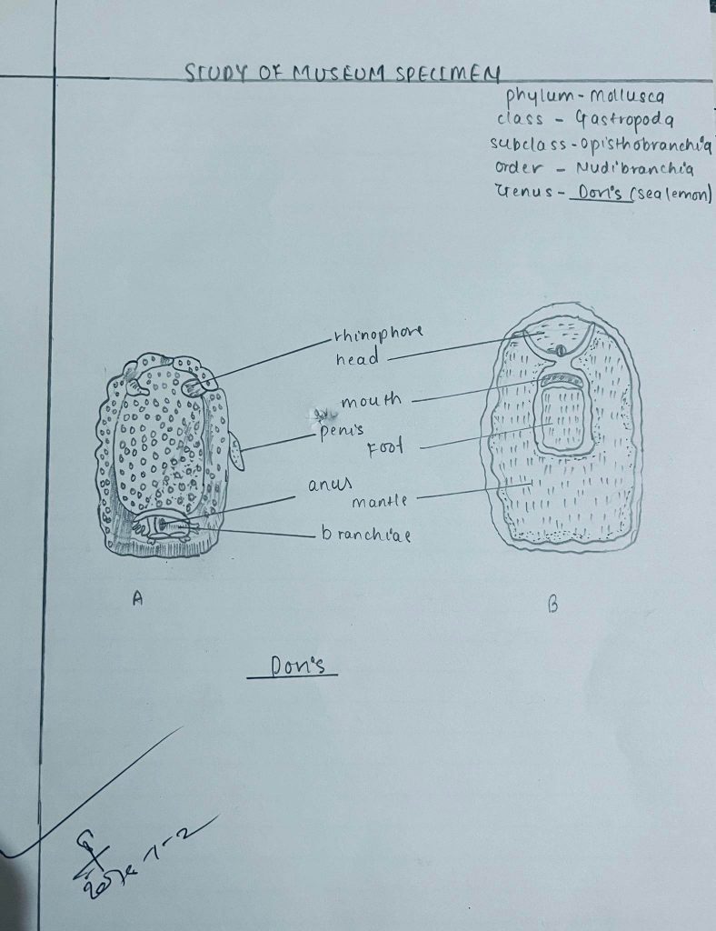 doris(mollusca)