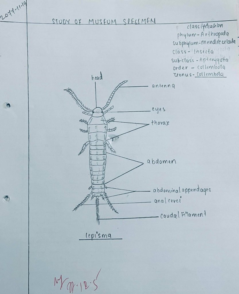 Study Of Museum Specimen Of Lepisma (Arthropoda) With Comment And ...