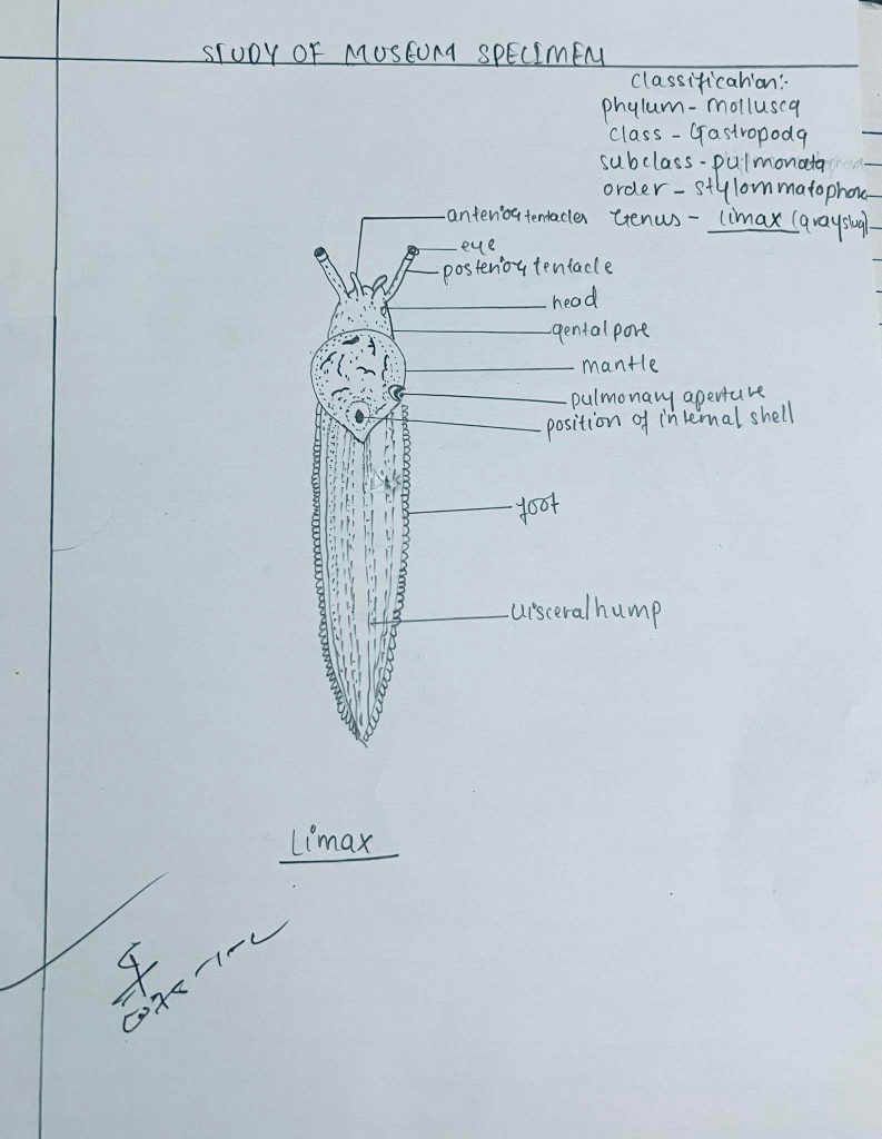 Study of Limax Museum Specimen: Comments & Diagram - All Bachelor