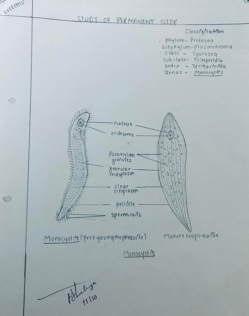 Study of permanent slides of protozoa(monocystis)