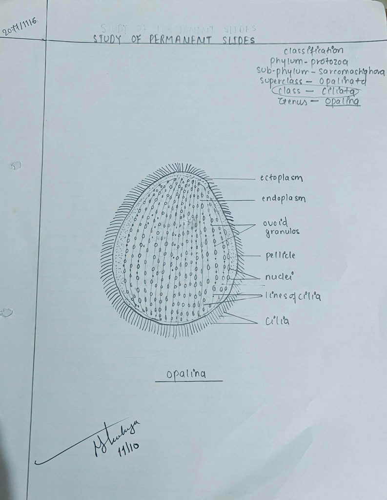 Study of permanent slide(Opalina)