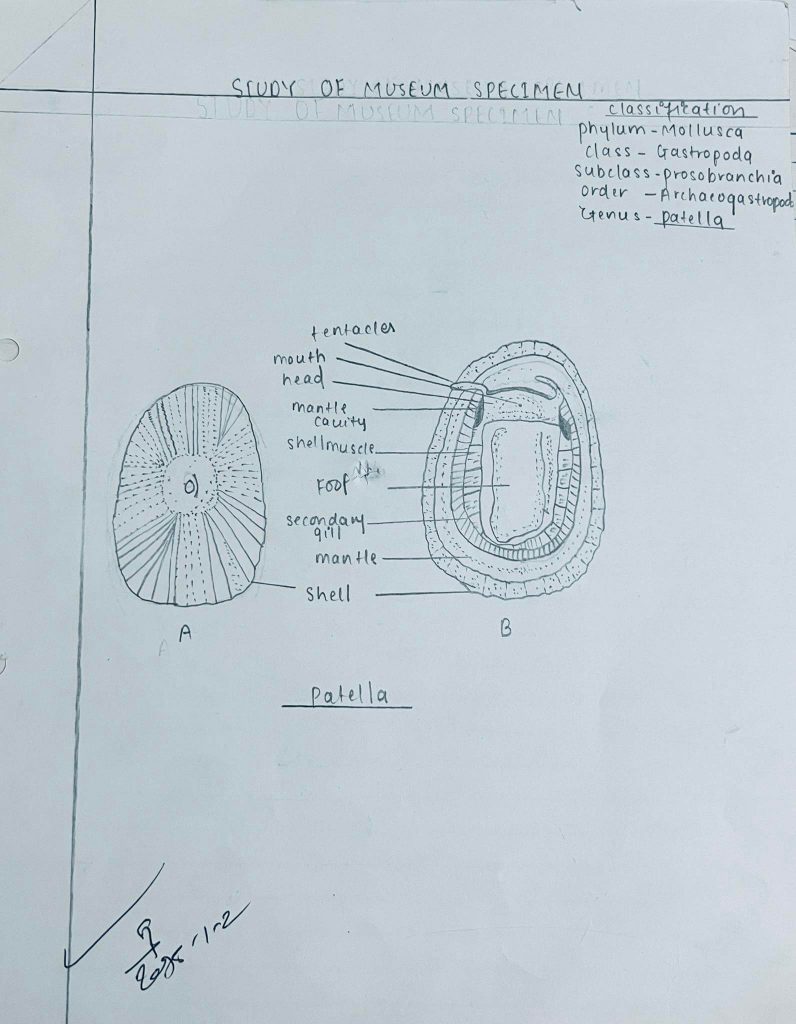 patella