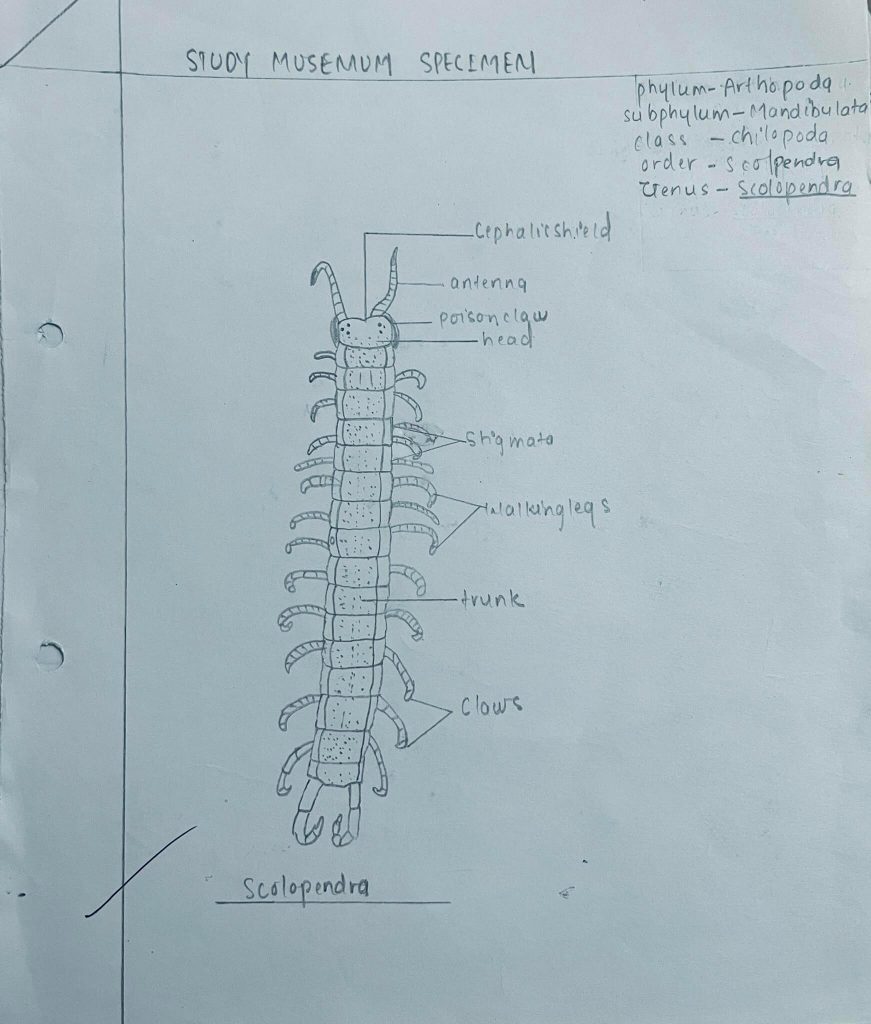 scolopendra