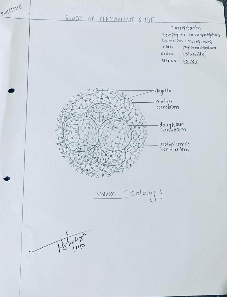 Volvox Diagram