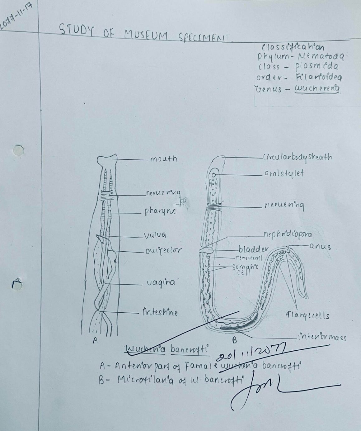 17. STUDY OF MUSEUM SPECIMEN OF ASCARIS AND WUCHERERIA BANCROFTI