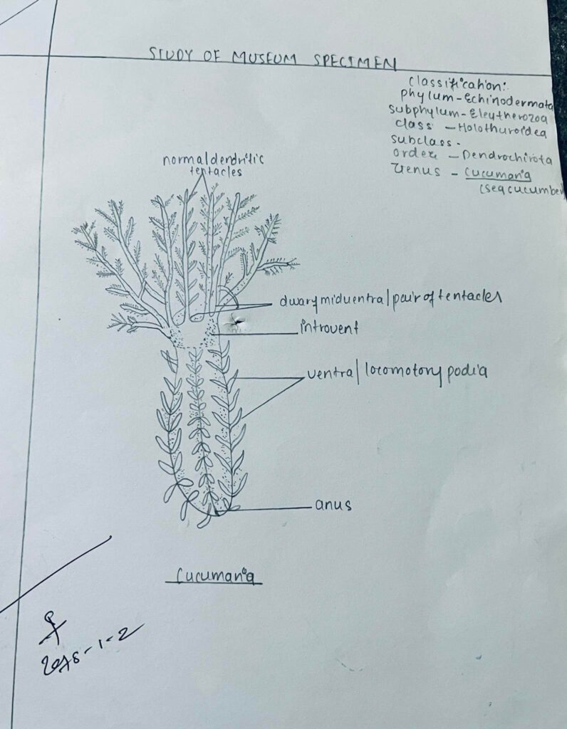 cucumeria(Echinodermata)