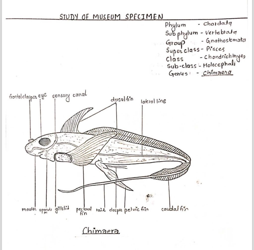 Ratfish Diagram Silver Chimaera Genome Assembly And Identification Of Ratfish Diagram Silver Chimaera Genome Assembly And Identification Of